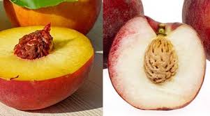 Florida peach and nectarine varieties1. Types Of Peaches Freestone Clingstone And More Stone Types