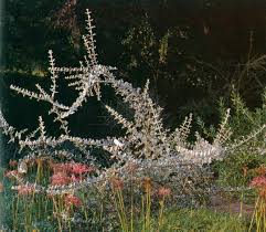 Image result for Catophractes alexandri