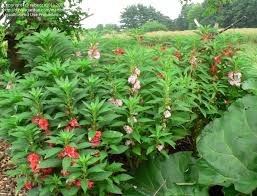 Full Size Picture Of Balsam Touch Me Not Camellia Flowered Mix Impatiens Balsamina Plants Shade Flowers Planting Flowers