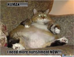 Funny fat cat memes clean. Fat Cat Memes Memes Fat Cat Memes Funny Sarcastic Mean Memes At Relatably Com