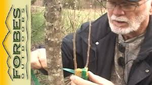 Résultat de recherche d'images pour "cleft grafting Peter"