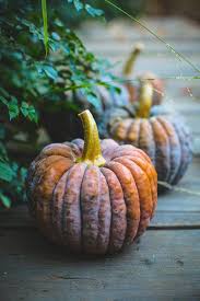Montanarosepainter Tumblr Pumpkin Fall Pumpkins Fall Harvest