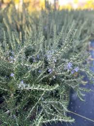Image result for Rosmarinus officinalis