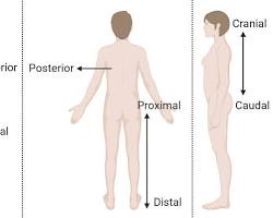Image of Superior anatomy