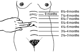 22а, фгбоу во кемгму минздрава россии. Uterus During Pregnancy Its Size Changes And Role