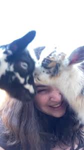 Goat Tickles!!! #funnygoats #babygoatbleating #cutebaby #goatfarm  #goatsimulator