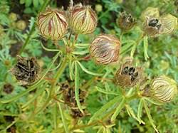 Image result for Hibiscus cannabinus