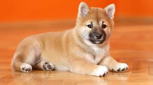 This page contains dingo facts and. Stray Puppy Identified As Endangered Alpine Dingo Mental Floss