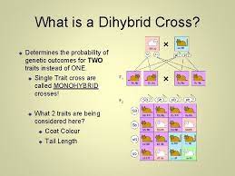 In a cross of parents that are pure for different traits, only one form of the trait will appear in the next generation. Heredity And Genetics Part Two Dihybrid Crosses Two