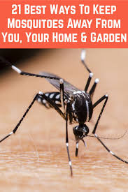 21 Best Ways To Keep Mosquitoes Away From You Your Home Garden Keeping Mosquitos Away Mosquito Repellent For Home Mosquito