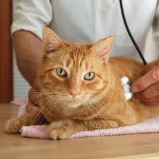 Working with your vet our practice partners with your regular veterinarian to provide the highest level of after hours care for your pets. Emergency Urgent Care Glendale Animal Hospital