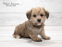 All of our personal dogs are members of our household, and our puppies are no different. Yorkipoo Puppies Are A Dream Come True Petland Kennesaw