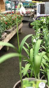 Image result for ghiocel