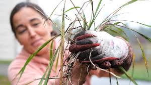 Ancient village site is reborn again
