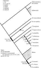 Image result for Aphanocalyx richardsiae