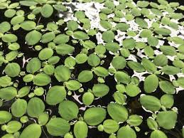 Dwarf Water Lettuce Tropical Floating Plant Freshwater Aquarium Plants Floating Plants Aquatic Plants