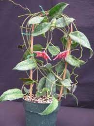 I bought this plant as a small potted specimen that i found on ebay from an oklahoman seller that was selling off all of her larger hoyas. Hoya Macgillivrayi