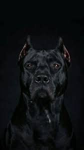 Pin By Veli Can On Oboi Scary Dogs Corso Dog Bully Breeds Dogs