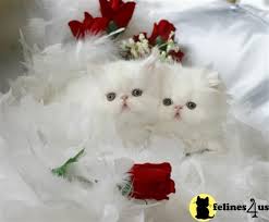 Buy and sell on gumtree australia today! Blue Eyed White Persian Kittens Persian Kittens Persian Cat White Persian Kittens For Sale