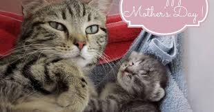 Jul 26, 2021 · funny spay and neuter slogans : Mother S Day Your Way Aspcapro