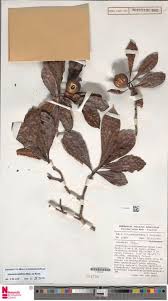 Image result for Motandra lujaei