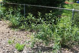 Renovation Pruning For Overgrown Forsythia Vs Hard Pruning Forsythia Pruning Forsythia Shrubs Colorful Shrubs