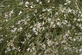 Image result for Retama monosperma