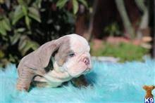 If you are looking for puppies. English Bulldog Puppies For Sale In California