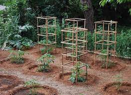 This smaller pea trellis is spaced 4″ apart with fairly thin bamboo that measures 5′ high. 10 Cheap And Easy Diy Tomato Cages Gardeners Magazine