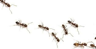 Why Are There Ants In My Bathroom