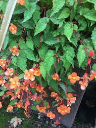 Image result for Vernonia sutherlandii