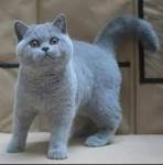 British Shorthair Kittens for Sale - Felines4us
