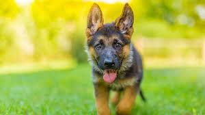 Akc german shepherd puppies for sale. German Shepherd Puppies For Sale Craigslist San Diego