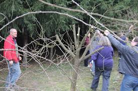 Wann der beste zeitpunkt ist, den obstbaum zu schneiden, hängt von verschiedenen faktoren ab. Obstbaume Schneiden