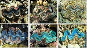 What is the size weight height of a giant clam? Frontiers Iridocytes Mediate Photonic Cooperation Between Giant Clams Tridacninae And Their Photosynthetic Symbionts Marine Science