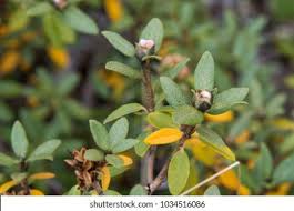 Image result for Blumea adamsii