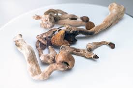 Image result for Psilocybin