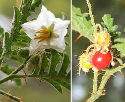 Image result for Solanum sisymbriifolium