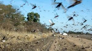 Plaga de langostas afecta al norte de Argentina y amenaza a Brasil ...