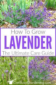 How To Care For Lavender Plants Growing Herbs In Pots Lavender Plant Lavender Plant Care