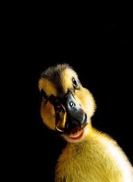 Black And Yellow Duckling Colors Black White Yellow Animals Beautiful Cute Animals Funny Duck