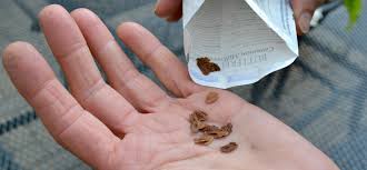 Save The Monarch Butterfly Plant Milkweed With Images Milkweed Butterfly Plants Monarch Butterfly