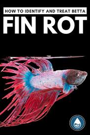How To Identify And Treat Betta Fin Rot In 2020 Betta Pet Fish Betta Fish