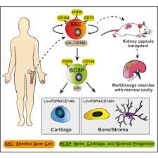 identification of the human skeletal stem cell sciencedirect