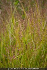Image result for Panicum eickii