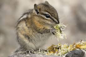 In this article, we answer that and provide some other options for if you've ever read the packaging for an ultrasonic insect or mouse repellent, you know how these devices supposedly work. How To Get Rid Of Chipmunks Wildliferemoval Com