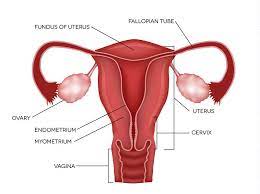 The ovaries are filled with follicles. An Overview Of The Ovaries Estrogen Progesterone And Reproduction