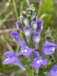 Image result for Scutellaria violascens