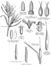 Image result for Najadaceae