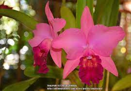 Orchid Pot Inspiration Maui Coral Beautiful Orchids Cattleya Orchid Orchid Plants